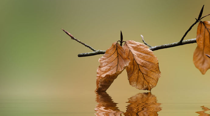 As the leaves start to fall ... The 'Gangly Ones' appear